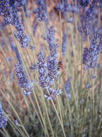 A bee buzzed in the lavender fields.