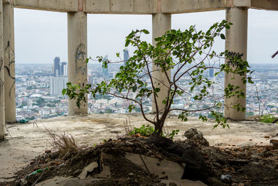 Trees by sea against sky