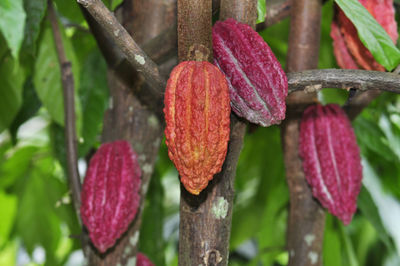 Close-up of red flowering plant