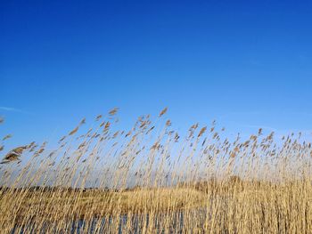 Reed grass at river