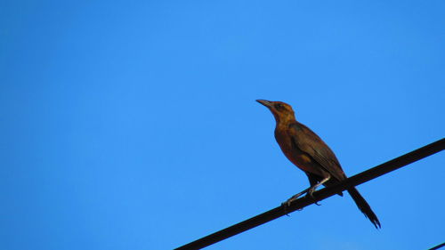 Low angle view of bird perching on cable against clear blue sky