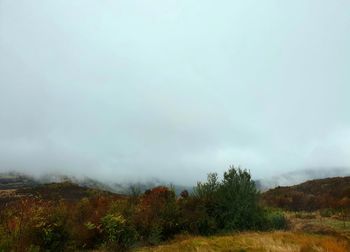 Trees on landscape against sky