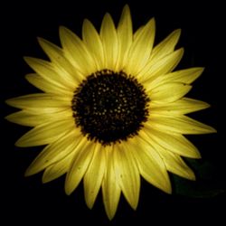 Macro shot of daisy flower