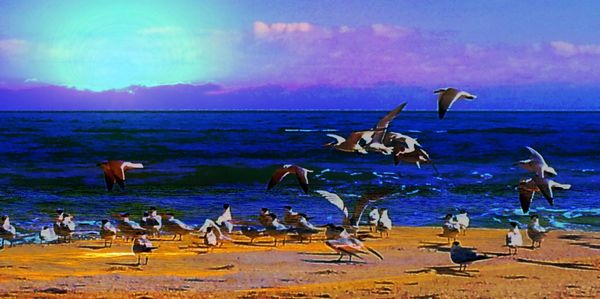 Birds on beach against sky