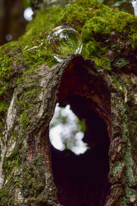 Close-up of moss on tree trunk