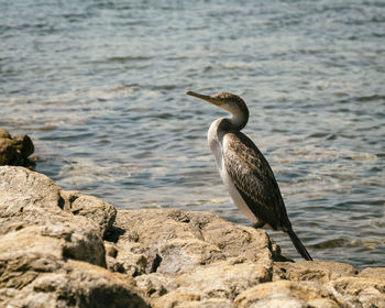 Bird perching on rock at beach