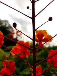 Close-up of flowers against the sky