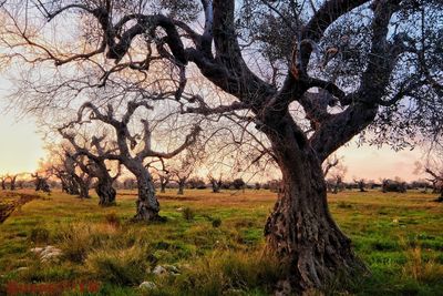 Tree on field against sky