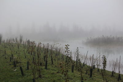 Panoramic shot of trees on field against sky
