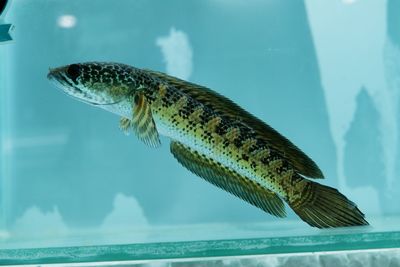animal