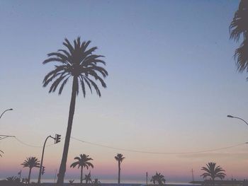 Low angle view of palm trees against sky