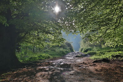 Woodland path lit by low sunlight