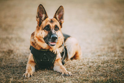 German shepherd relaxing on field