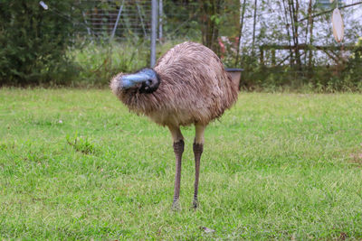 Bird standing in a field