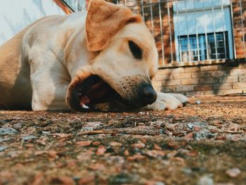 Close-up of dog resting