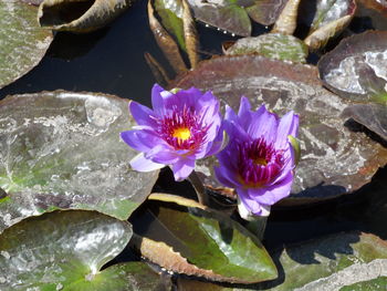 High angle view of purple lotus water lily