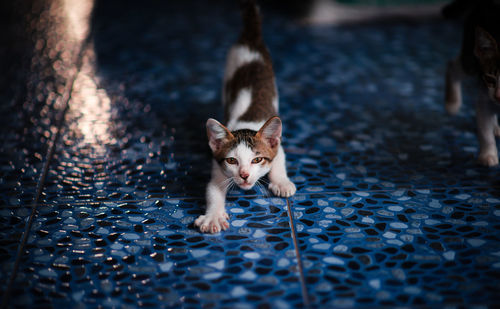 Portrait of cat on street