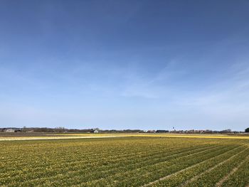 Scenic view of agricultural field against blue sky