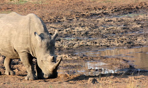 View of elephant on land