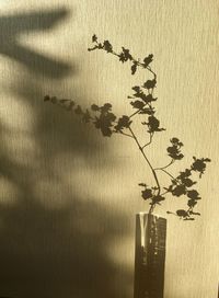 Close-up of plants on wall