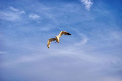 Low angle view of seagull flying in sky