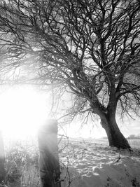 Bare trees against sky