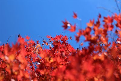 Low angle view of red flowering plants against blue sky