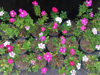 High angle view of pink flowers blooming outdoors