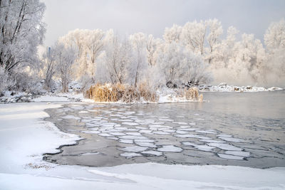 Frozen tree against sky during winter