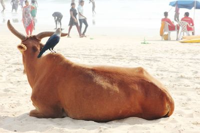 View of horse on beach