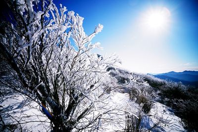 Low angle view of trees against sky during winter