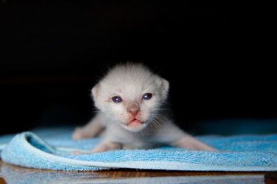 Close-up portrait of a kitten