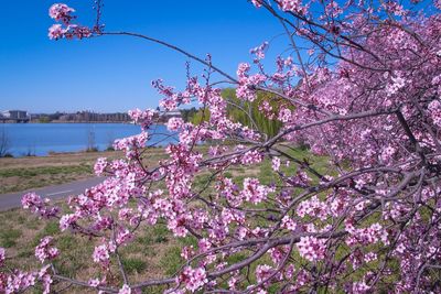 Pink flowers blooming on tree