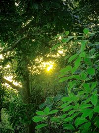 Sun shining through trees