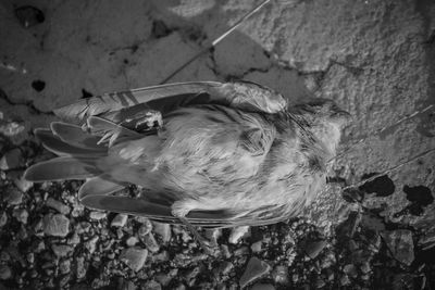 High angle view of bird on flower