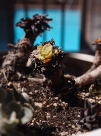 Close-up of berry growing on plant