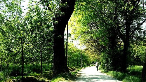 Rear view of man walking on road amidst trees in forest