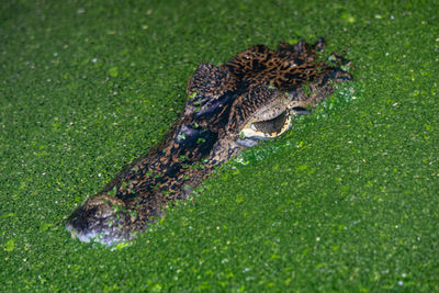 High angle view of crocodile on grass