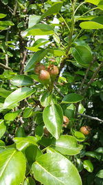 Close-up of plant