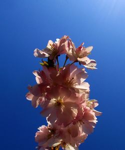 Low angle view of cherry blossoms against blue sky