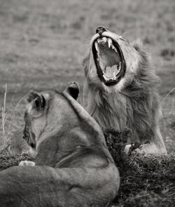 Close-up of a lion yawning