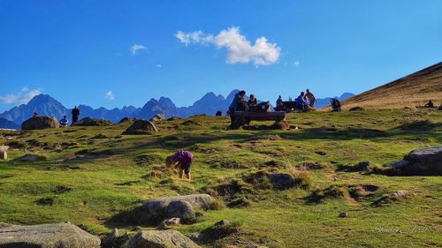 View of sheep on field against sky