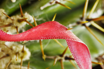 Beautiful red ribbon stuck in a long yellow plant thorn , a succulent plant ,