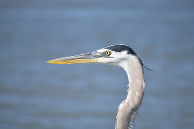 Close-up of a bird