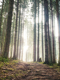 Sunlight streaming through trees in forest