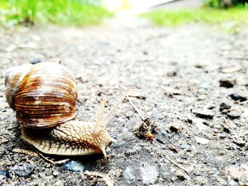 Close-up of snail