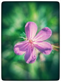 Close-up of pink flowers