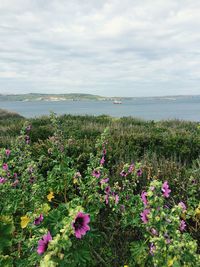 View of flowers growing in sea