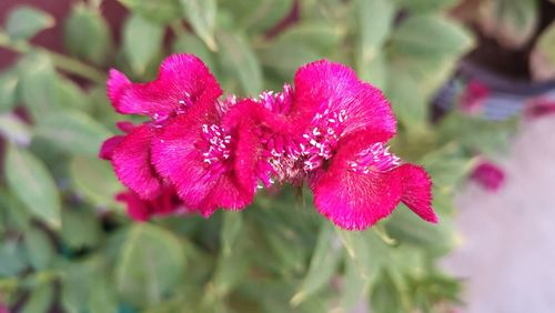 Close-up of pink rose flower