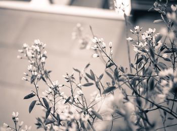 Close-up of flowering plants against blurred background